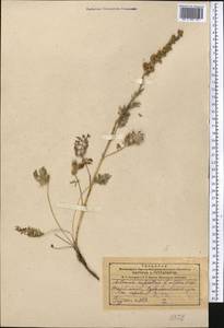 Artemisia rupestris L., Middle Asia, Dzungarian Alatau & Tarbagatai (M5) (Kazakhstan)