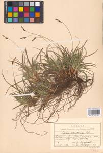 Carex ericetorum Pollich, Eastern Europe, Western region (E3) (Russia)