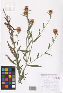 Centaurea jacea × pseudophrygia, Eastern Europe, Central forest-and-steppe region (E6) (Russia)