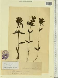 Rhinanthus serotinus var. vernalis (N. W. Zinger) Janch., Eastern Europe, Estonia (E2c) (Estonia)
