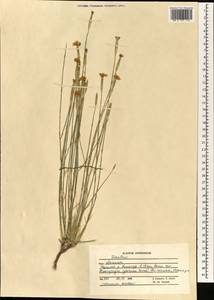 Dianthus, South Asia, South Asia (Asia outside ex-Soviet states and Mongolia) (ASIA) (Afghanistan)