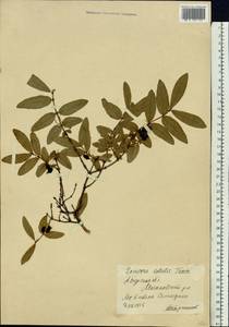Lonicera caerulea subsp. caerulea, Siberia, Russian Far East (S6) (Russia)