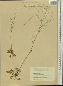 Arabidopsis arenosa (L.) Lawalrée, Eastern Europe, Latvia (E2b) (Latvia)