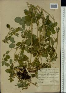 Medicago platycarpos (L.) Trautv., Siberia, Altai & Sayany Mountains (S2) (Russia)