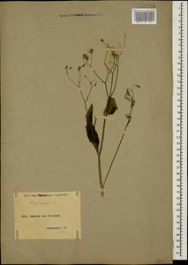 Crepis pulchra L., Caucasus, Armenia (K5) (Armenia)