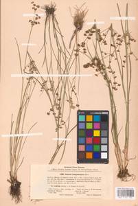 Juncus articulatus L., Eastern Europe, Central forest-and-steppe region (E6) (Russia)