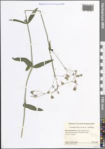 Silene flos-cuculi (L.) Greuter & Burdet, Eastern Europe, Northern region (E1) (Russia)