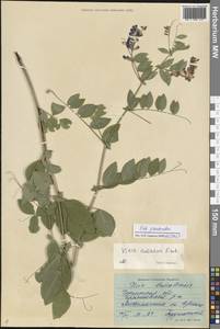 Vicia pseudorobus Fisch. & C.A.Mey., Siberia, Baikal & Transbaikal region (S4) (Russia)