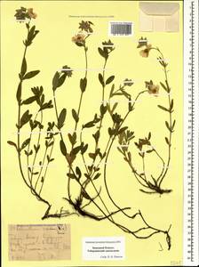 Helianthemum ovatum (Viv.) Dunal, Caucasus, Stavropol Krai, Karachay-Cherkessia & Kabardino-Balkaria (K1b) (Russia)