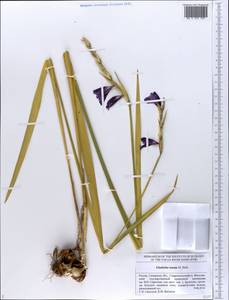Gladiolus tenuis M.Bieb., Eastern Europe, Middle Volga region (E8) (Russia)