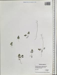 Thalictrum alpinum L., Siberia, Baikal & Transbaikal region (S4) (Russia)