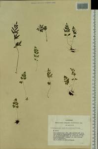 Cryptogramma stelleri (S. G. Gmel.) Prantl, Siberia, Western Siberia (S1) (Russia)