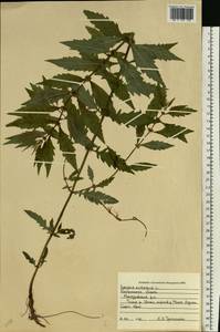 Lycopus europaeus L., Eastern Europe, Central forest region (E5) (Russia)