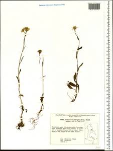 Tephroseris subfrigida (Kom.) Holub, Siberia, Chukotka & Kamchatka (S7) (Russia)