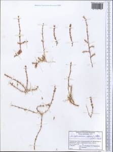 Girgensohnia oppositiflora (Pall.) Fenzl, Middle Asia, Pamir & Pamiro-Alai (M2) (Tajikistan)