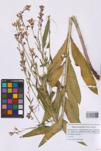 Hesperis pycnotricha Borbás & Degen, Eastern Europe, Moscow region (E4a) (Russia)