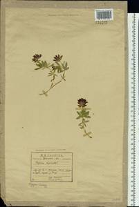 Trifolium lupinaster L., Siberia, Western Siberia (S1) (Russia)