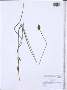 Carex leporina L., Eastern Europe, Central region (E4) (Russia)