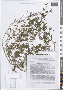 Polygonum arenastrum Boreau, Eastern Europe, Lower Volga region (E9) (Russia)