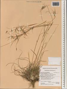 Andropogon distachyos L., South Asia, South Asia (Asia outside ex-Soviet states and Mongolia) (ASIA) (Cyprus)