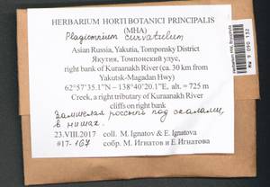 Plagiomnium curvatulum (Lindb.) Schljakov, Bryophytes, Bryophytes - Yakutia (B19) (Russia)
