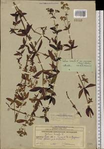 Galium amurense Pobed., Siberia, Chukotka & Kamchatka (S7) (Russia)