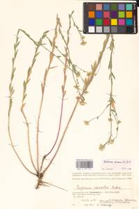 Berteroa incana (L.) DC., Eastern Europe, Lower Volga region (E9) (Russia)