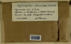 Polytrichastrum alpinum (Hedw.) G.L. Sm., Bryophytes, Bryophytes - Karelia, Leningrad & Murmansk Oblasts (B4) (Russia)