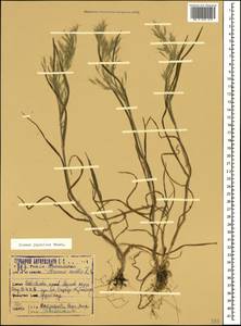 Bromus japonicus Houtt., Caucasus, Krasnodar Krai & Adygea (K1a) (Russia)