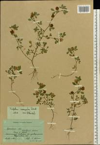 Trifolium campestre Schreb., Eastern Europe, South Ukrainian region (E12) (Ukraine)