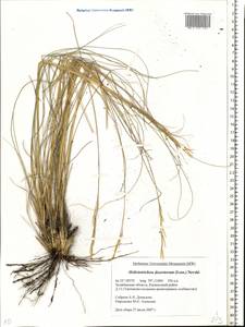 Helictotrichon desertorum (Less.) Pilg., Eastern Europe, Eastern region (E10) (Russia)