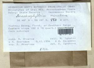 Sphenolobus minutus (Schreb. ex Cranz) Berggr., Bryophytes, Bryophytes - Permsky Krai, Udmurt Republic, Sverdlovsk & Kirov Oblasts (B8) (Russia)