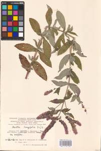 MHA 0 158 338, Mentha longifolia (L.) L., Eastern Europe, Lithuania (E2a) (Lithuania)