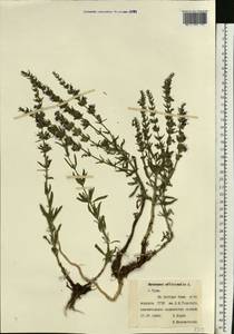 Hyssopus officinalis L., Eastern Europe, Central region (E4) (Russia)