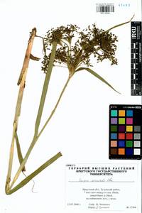 Scirpus orientalis Ohwi, Siberia, Baikal & Transbaikal region (S4) (Russia)