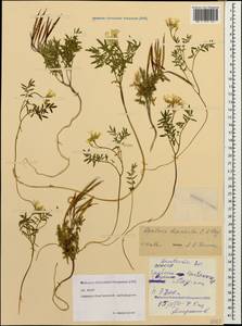 Cardamine bipinnata (C. A. Mey.) O. E. Schulz, Caucasus, North Ossetia, Ingushetia & Chechnya (K1c) (Russia)