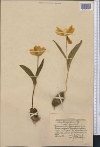 Tulipa greigii Regel, Middle Asia, Western Tian Shan & Karatau (M3) (Uzbekistan)