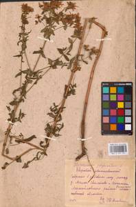 Hypericum perforatum L., Eastern Europe, Central region (E4) (Russia)