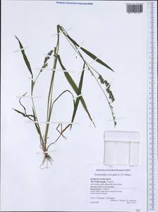 Echinochloa crus-galli (L.) P.Beauv., Western Europe (EUR) (Netherlands)