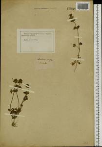 Lamium amplexicaule L., Siberia (no precise locality) (S0) (Russia)
