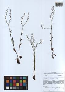Myosotis imitata Serg., Siberia, Altai & Sayany Mountains (S2) (Russia)