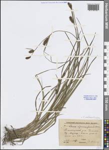 Carex melanostachya M.Bieb. ex Willd., Middle Asia, Western Tian Shan & Karatau (M3) (Uzbekistan)