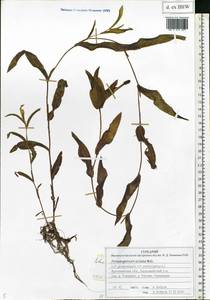 Potamogeton × nitens Weber, Eastern Europe, Central forest region (E5) (Russia)