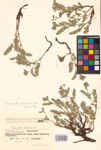Sibbaldianthe orientalis (Soják) Mosyakin & Shiyan, Eastern Europe, Lower Volga region (E9) (Russia)