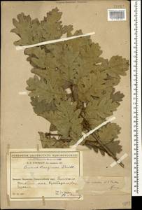 Quercus dalechampii Ten., Caucasus, Black Sea Shore (from Novorossiysk to Adler) (K3) (Russia)