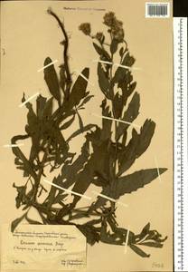 Cirsium arvense, Siberia, Western Siberia (S1) (Russia)