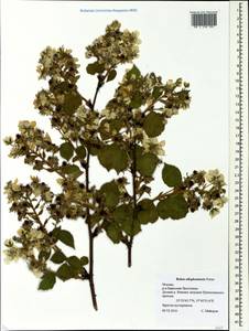 Rubus allegheniensis Porter, Eastern Europe, Moscow region (E4a) (Russia)