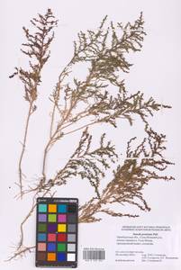 Suaeda prostrata Pall., Eastern Europe, Eastern region (E10) (Russia)