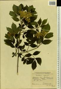 Sambucus nigra L., Eastern Europe, North Ukrainian region (E11) (Ukraine)