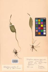 Ophioglossum vulgatum L., Siberia, Russian Far East (S6) (Russia)